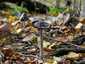 Harkálytintagomba (Coprinopsis picacea), Pilis